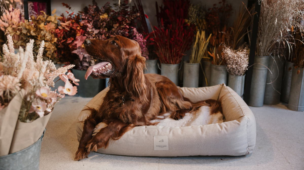 Hundebetten