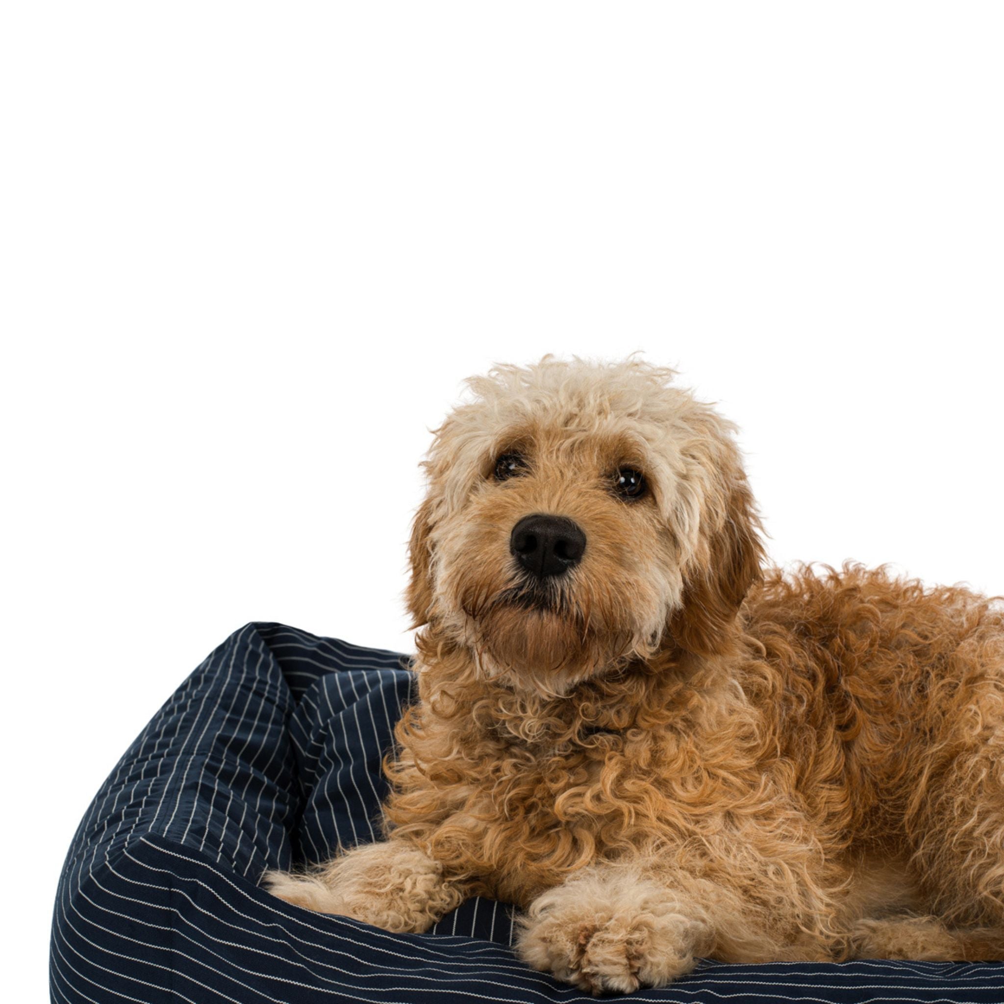 Hundebett Navy pinstripe Medium