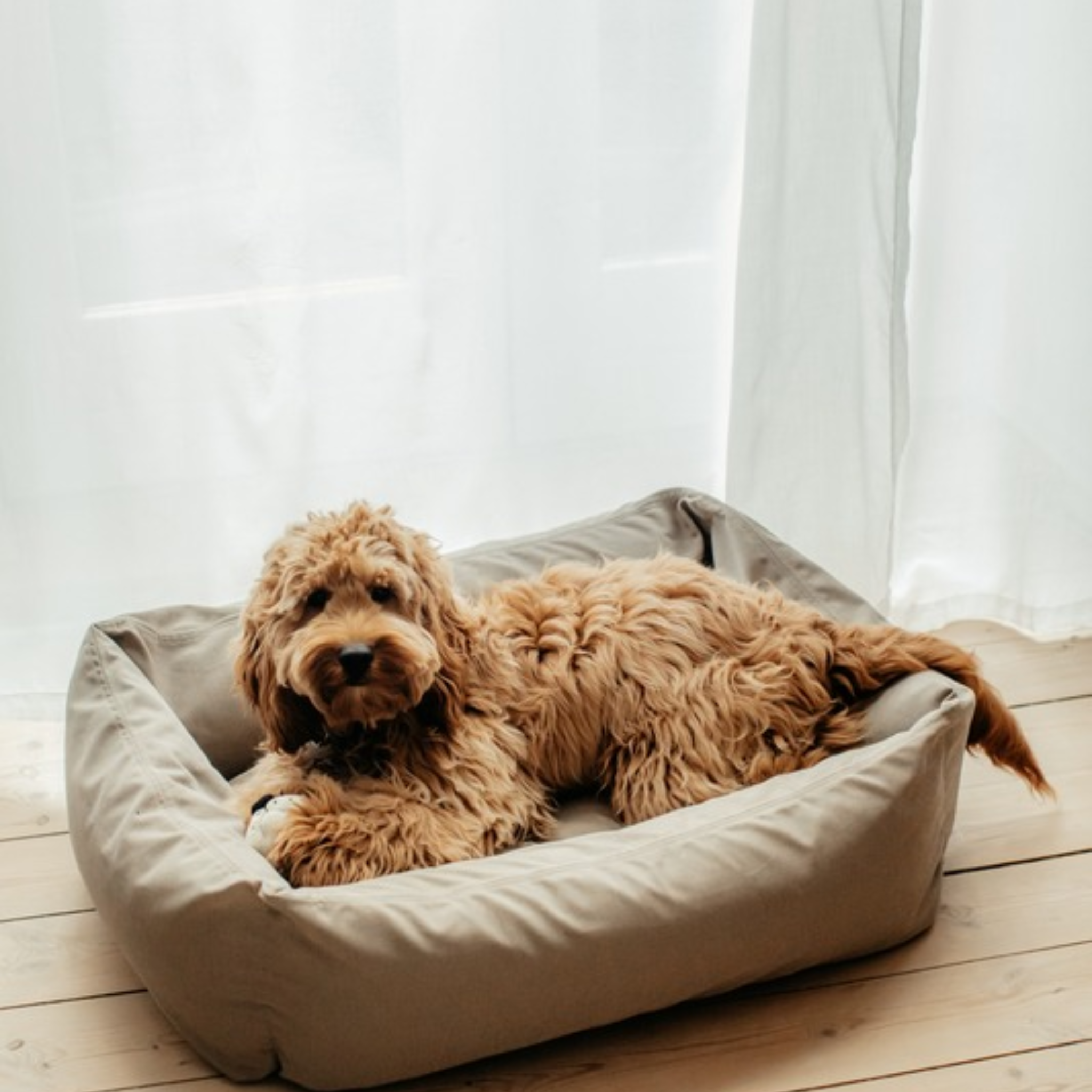 Hundebett Soft Grey Medium