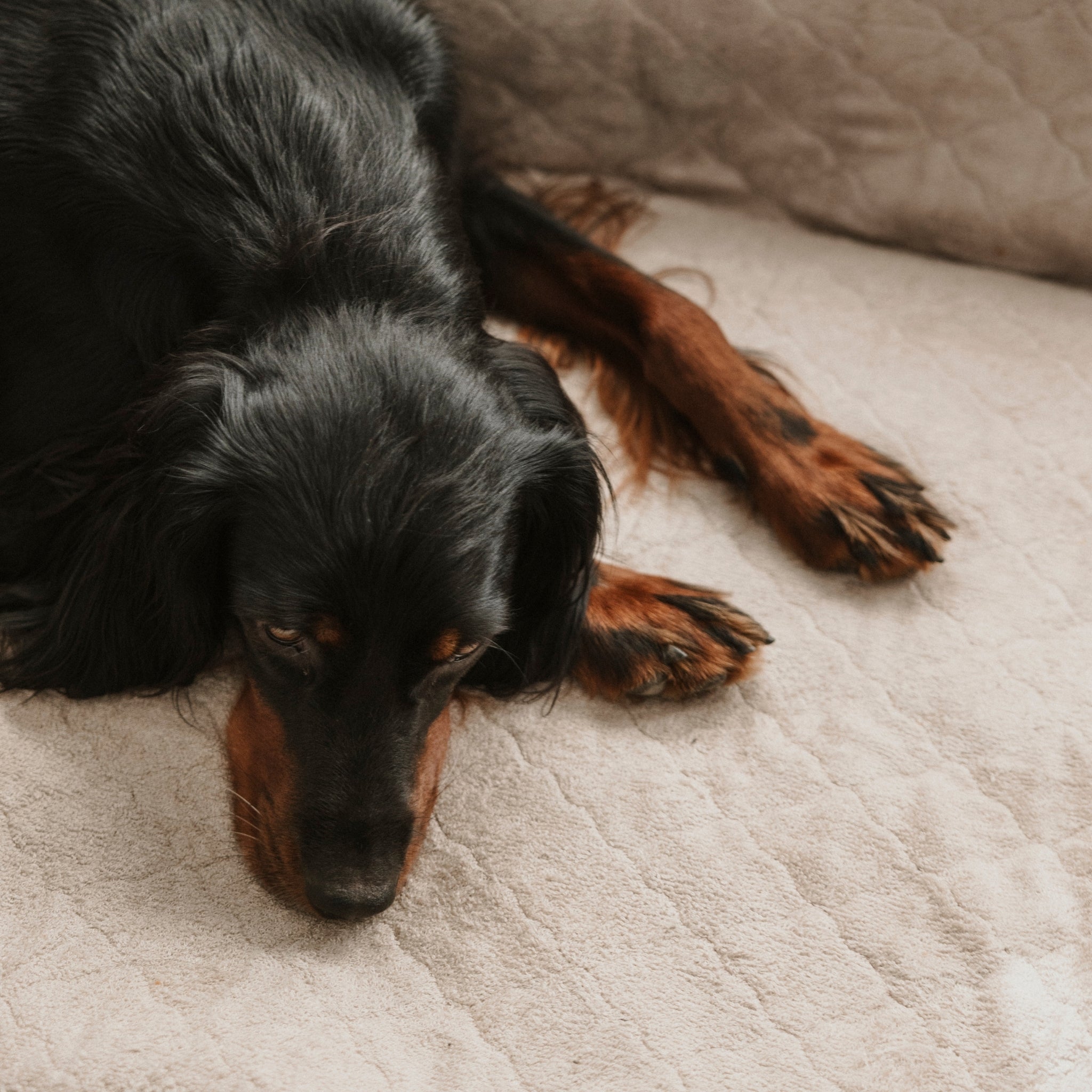 Nordic Sleep x Siccaro Hundebett - Sand/Beige - M